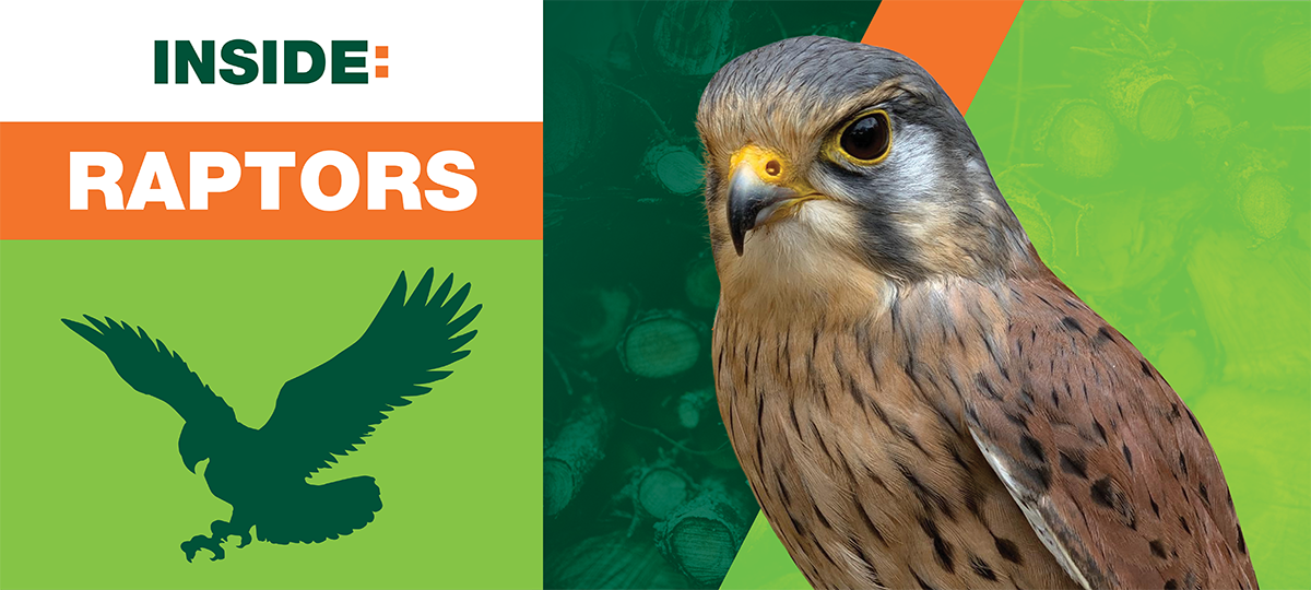 inside raptors banner 1200